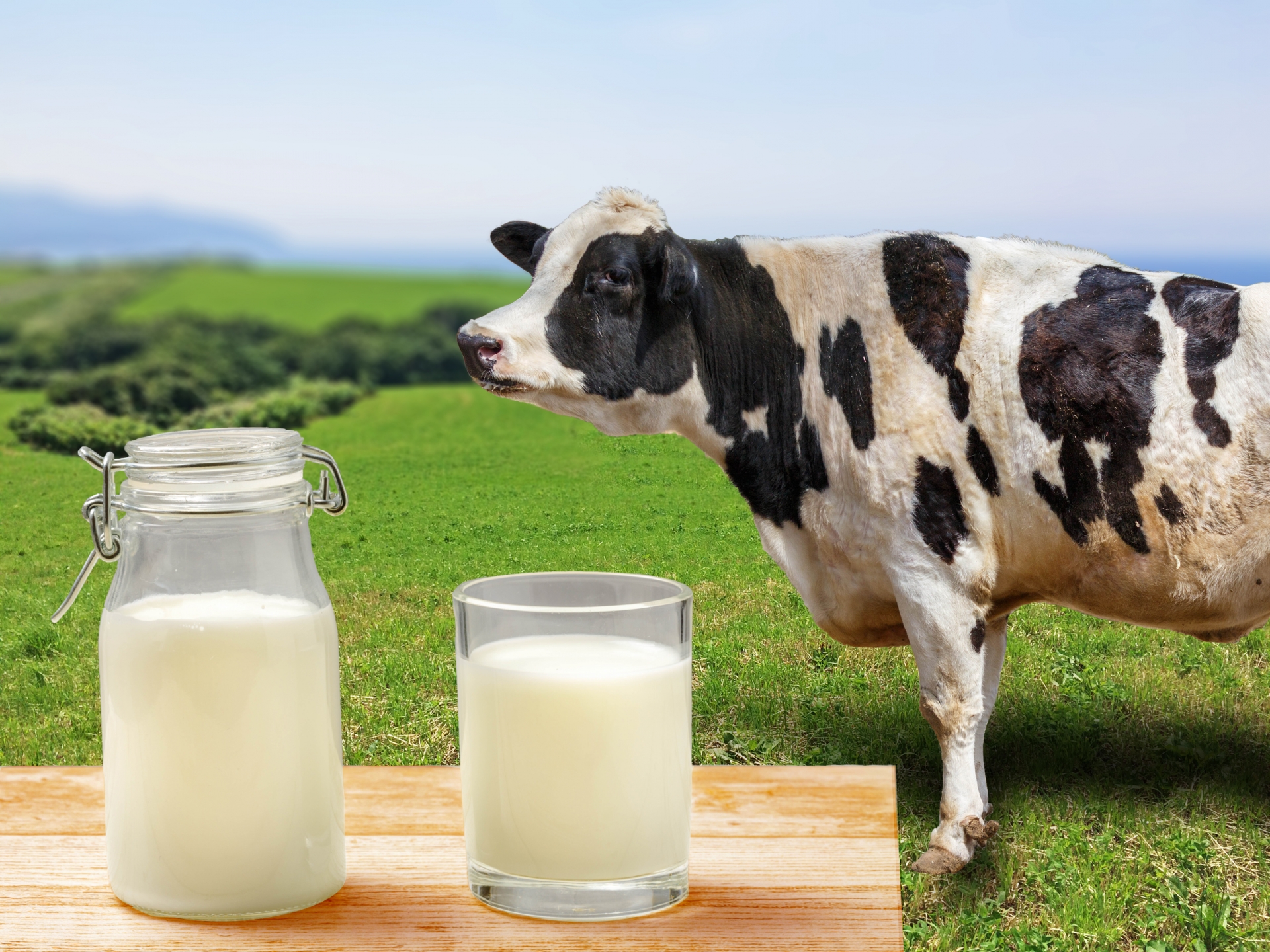 牛乳と牛