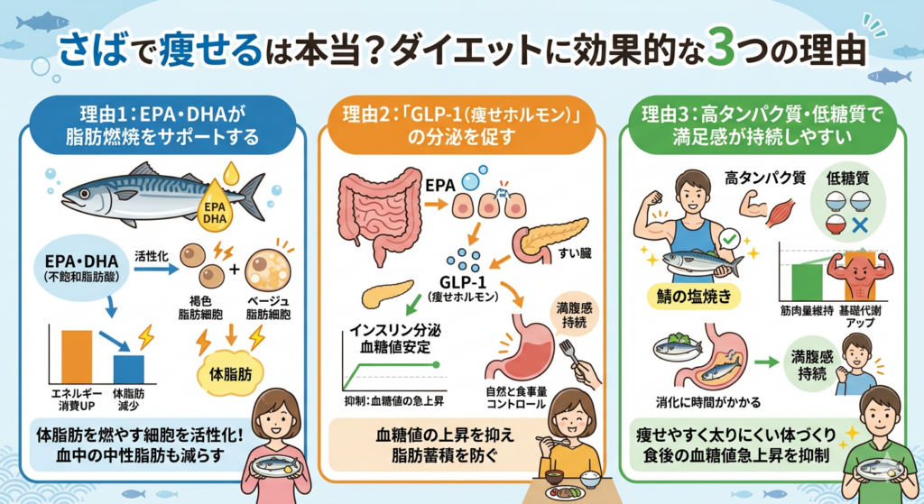 さばで痩せるメカニズム